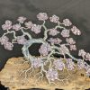 1000047741-scaled.jpg Cerisier d'Argent